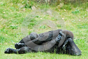 Female gorilla