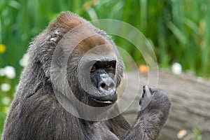Female Gorilla
