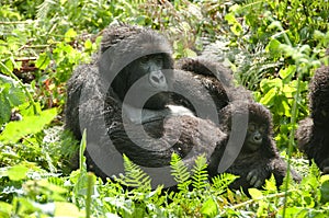 Female Gorilla with infant