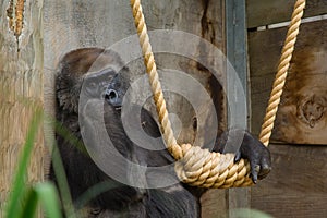Female Gorilla looking sad