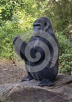 Female gorilla named Shanta, Dallas Zoo