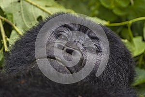 Female Gorilla Portrait