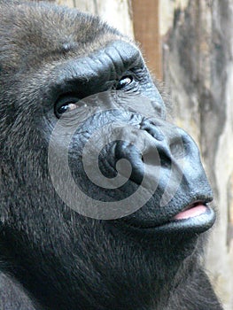 Female gorilla portrait