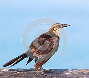 Female grackle