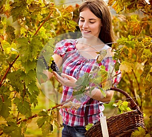 Female grape picker