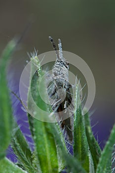 Female splendid rock grasshopper. photo