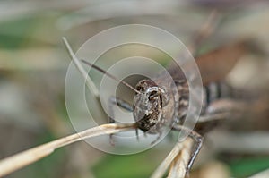 Female grasshopper Chorthippus sp in the Escuain Valley.