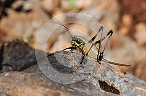 Female grasshopper sitting on a large stone.