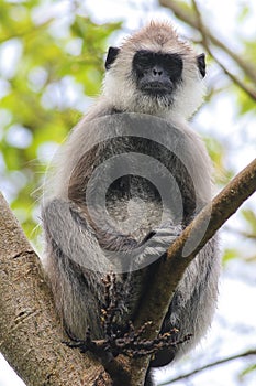 Female of Gray Langur Semnopithecus priam on the tree
