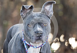 Female gray and white bluenose American Pitbull Terrier Bulldog outside on leash