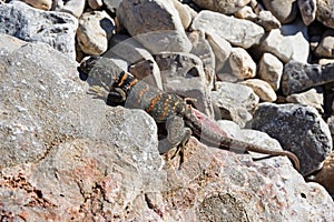 Female Great Basin Collared Lizard