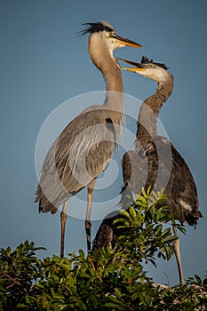 Female great blue heron deals with young offspring