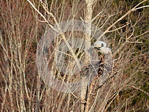 Great Blue Heron standing on nest in springtime photo