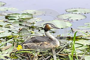 Female great crested grebe incubating its nest