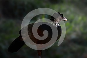 Female Great Curassow