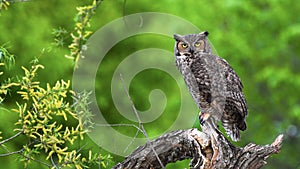 A Female Great Horned Owl Perches On A Limb In Oklahoma