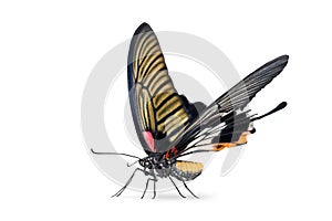 Female Great Mormon Papilio memnon butterfly
