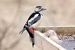 Female of a Great Spotted Woodpecker (Dendrocopos major)