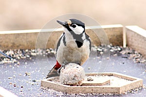 Female of a Great Spotted Woodpecker (Dendrocopos major)