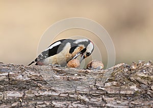 Female of great spotted woodpecker takes in a beak walnut