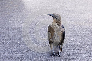 Female Great-Tailed Grackle Molt