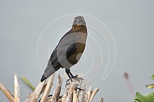 Female Great-tailed Grackle Quiscalus mexicanus