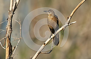 A female Great-tailed Grackle Quiscalus mexicanus perched on a tree branch