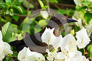 Female Great-tailed grackle is sitting among flowers