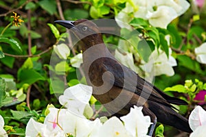 Female Great-tailed grackle is sitting among flowers