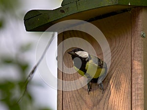 Female Great tit on nesting box