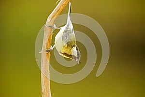 Great tit Parus major on a branch upside down