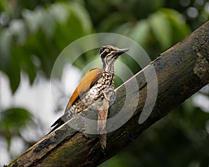 Female Greater flameback woodpecker perched on a branch