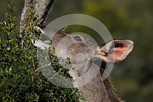Female greater kudu antelope