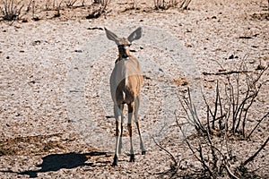 Female Greater Kudu in Etosha National Park, Namibia