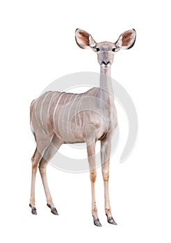 Female greater kudu isolated