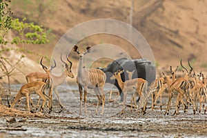 Female Greater Kudu in midst of Impala photo