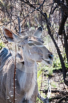 Female greater kudu with much more words photo