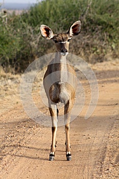 Female greater kudu standing in the road