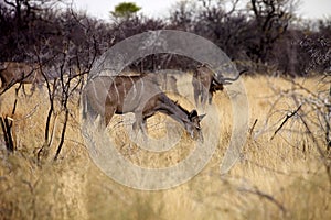 Female Greater kudu, Tragelaphus strepsiceros in the Etosha National Park, Namibia
