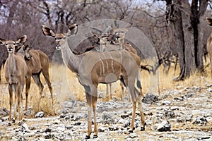 Female Greater kudu, Tragelaphus strepsiceros in the Etosha National Park, Namibia