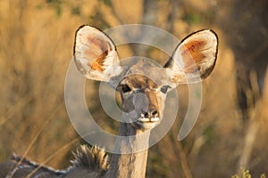 Female Greater Kudu (Tragelaphus strepsiceros) portrait