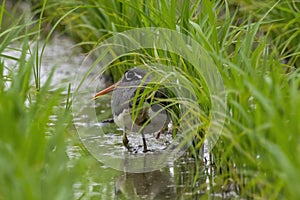 Female Greater painted-snipe in Japanese rice field