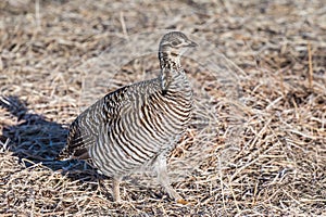 Female Greater Prairie Chicken