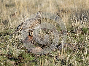 Female Greater Sage Grouse