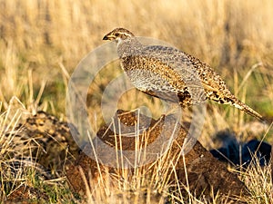 Female Greater Sage Grouse