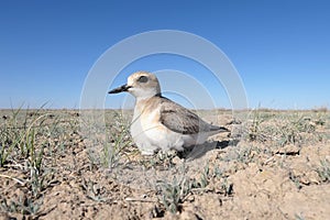 Female of Greater sand plover Charadrius leschenaultii on the nest