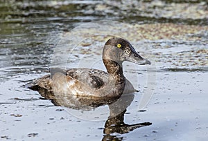 Female Greater Scaup