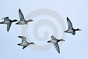 Female Greater Scaups (Aythya marila) in flight along Collingwood Harbour photo
