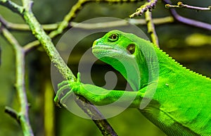 Female green banded fiji iguana in closeup, tropical lizard from the fijian islands, Endangered reptile specie