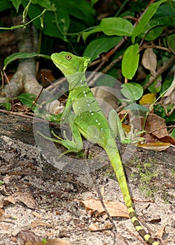 Female Green Basilisk, Basiliscus plumifrons